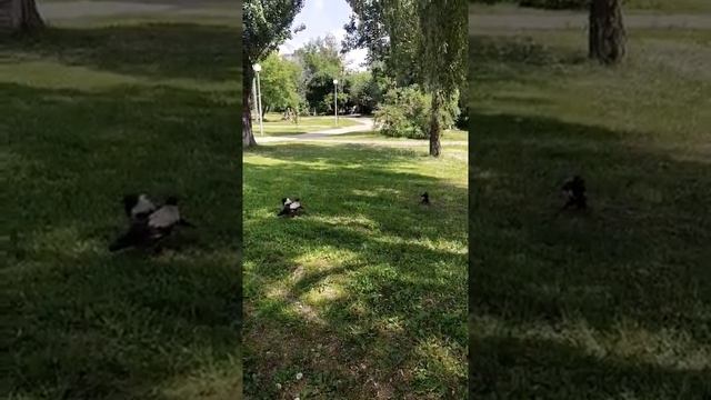 Ворона чистит перья другой вороне