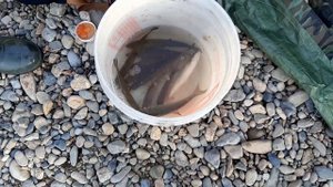 ЧИСТОВОДНОЕ ПАРК ДРАКОНОВ, РАДОНОВЫЙ ИСТОЧНИК, МОРАЛОВАЯ ФЕРМА.