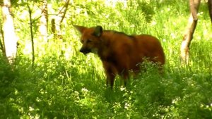 Охота гривистого волка.