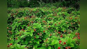 Песня "Ягодная поляна"Слова и музыка Н.Гном