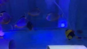 Clown, Tang Powder Blue, Bicolor Angelfish