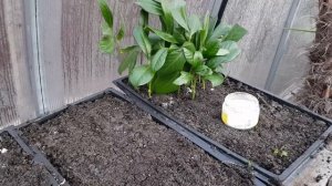 Черенкование лавровишни в зимней теплице #домнаморе #анапа