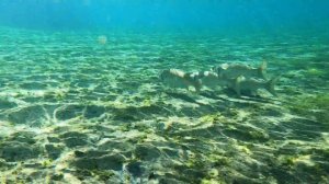 Snorkeling at Salt Springs in Ocala National Forest