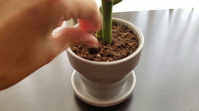 How to grow Lucky Bamboo in Soil смотреть онлайн