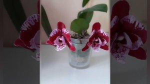 Фаленопсис Black Lace