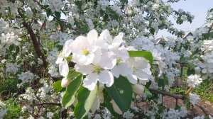 ОМСК!!! Как обработать во время цветения яблони