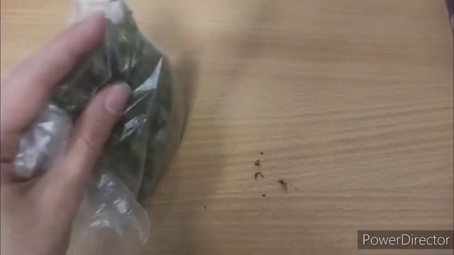 Как собирать семена иссопа