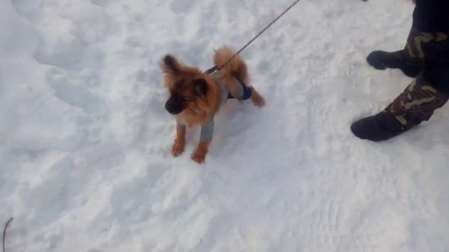 Мой волк против свирепого льва смотреть онлайн