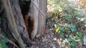 Пчелы в дупле