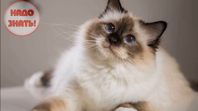 Почему кошки испытывают стресс от слишком ласковых хозяев? смотреть онлайн