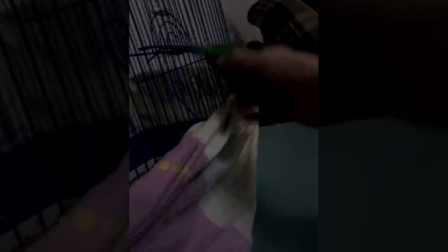 Как научить попугая садится на палец.Часть первая смотреть онлайн