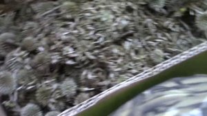 Готовлю  семена  Мордовника!!