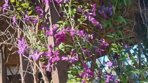 Хотите МОРЕ ЦВЕТОВ? Выбирайте ЭТИ СОРТА КЛЕМАТИСОВ! Обзор самых неприхотливых