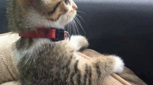 ?Почему кот ходит в туалет где попало??Кот перестал ходить в лоток?