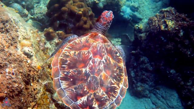 Все ваши заботы исчезнут, если вы слушаете эту музыку - Расслабляющая музыка #44 смотреть онлайн