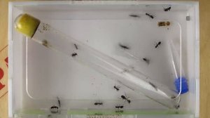 Муравьи - гиганты Camponotus Vagus в маленькой ферме