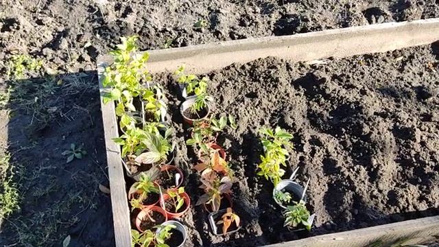 Готовлю гортензии на зимовку. Эксперимент ? #гортензии #растения #такбывает #эксперимент #цветы смотреть онлайн