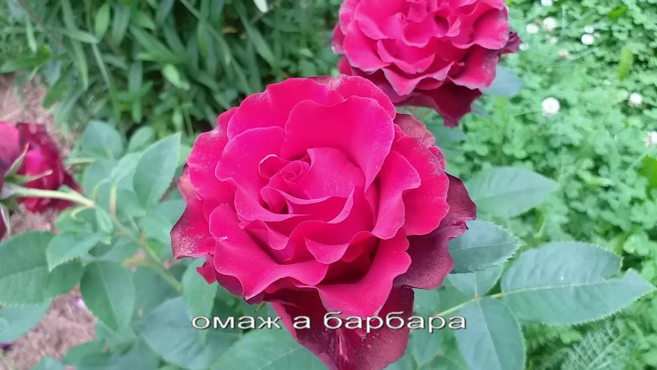 Розы Красные: Секси Ред, Омаж а Барбара, Роткеппхен, Грандесса . Сорта подписаны #розы #красныерозы