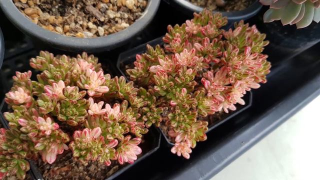 How to buy Korean rare succulents смотреть онлайн