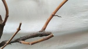 Обрезка двухлетнего куста винограда,технического сорта Цветочный.