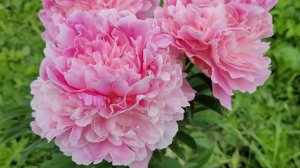 "Светлана Удинцева" пион - Дубров В. М., 1995 г. "Svetlana Udintseva" peony