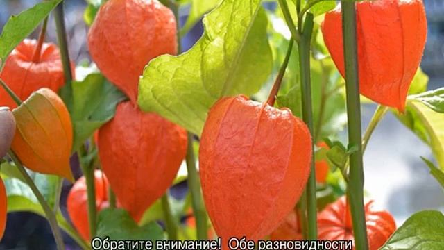 Физалис декоративный или съедобный — выращивание из семян смотреть онлайн