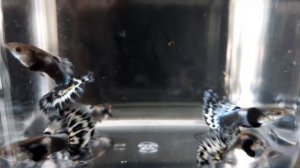 Гуппи Голубая Мозаика Большие уши,Голубой Орёл  г.Самара    skozev78@gmail.com