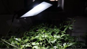 самый дешёвый фитосвет своими руками