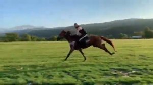 Дагестан, всадник, лошадь, лес.