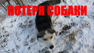 Пропала собака / собака убежала / волк рядом