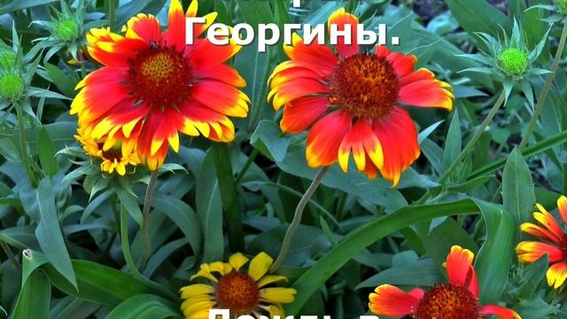 Осень осень, стихи Елены Беседы смотреть онлайн