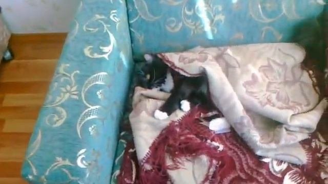 Кошка бесится от безделья