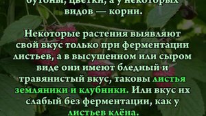 ПОЛЕЗНЫЕ РАСТЕНИЯ - АРОМАТНЫЙ ТРАВЯНОЙ ЧАЙ