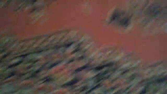 корм морской свинки и его сасед шиншила смотреть онлайн