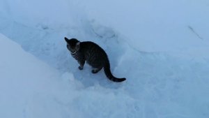 Сад 19 февраля