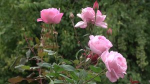 Волгоградцам рассказали, когда ждать бабье лето