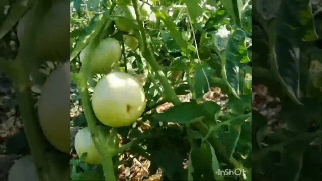 Делайте так! И у вас будут помидоры) смотреть онлайн