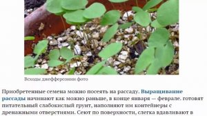 Джефферсония сомнительная и двулистная Посадка и уход в открытом грунте Выращивание из семян