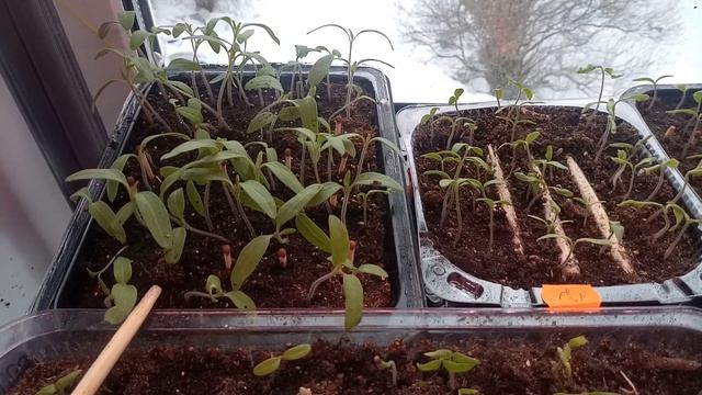 Рассада томатов, петунии, гладиолусы, базилик. смотреть онлайн