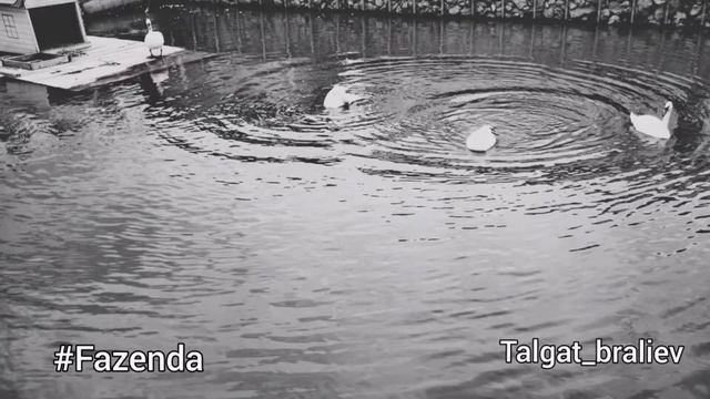 Посещение зоны отдыха Fazenda смотреть онлайн