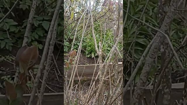 Груша привитая на черноплодку смотреть онлайн