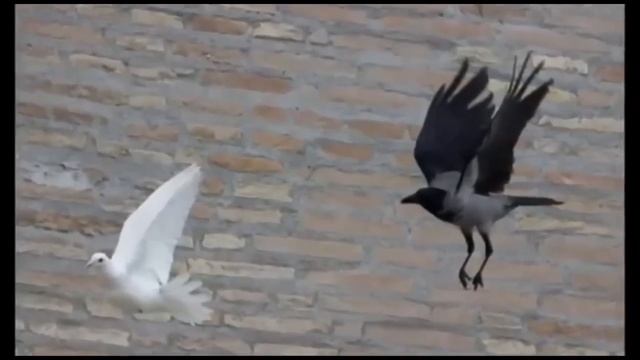 Знаки. Январь 2014. На голубей мира папы римского напал ворон смотреть онлайн