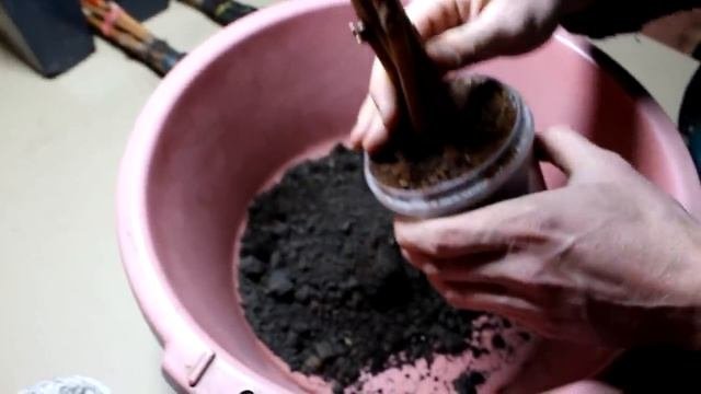 Лучшие варианты укоренения черенков винограда 2019г.