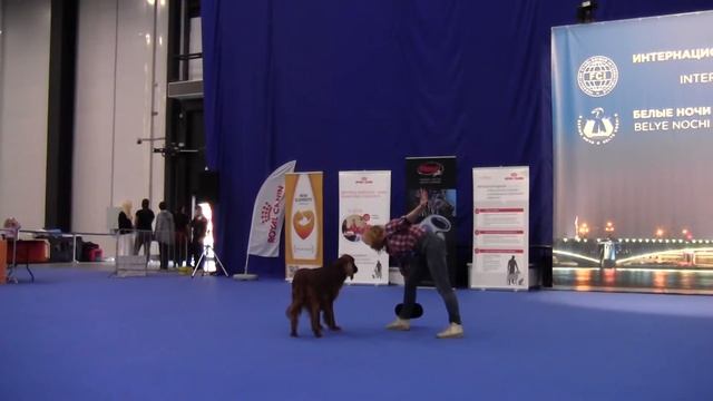 Новички Митюгова Ольга и Ирландский сеттер Эдит Пиаф смотреть онлайн