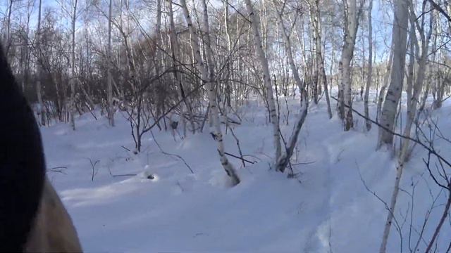 Охота на зайца!!! Тяжелая многоследится! Омская область! МР27 смотреть онлайн