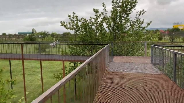 Выпущенные в саванну львицы НЕ ОТХОДЯТ ОТ СВОИХ ВОЛЬЕРОВ ! смотреть онлайн