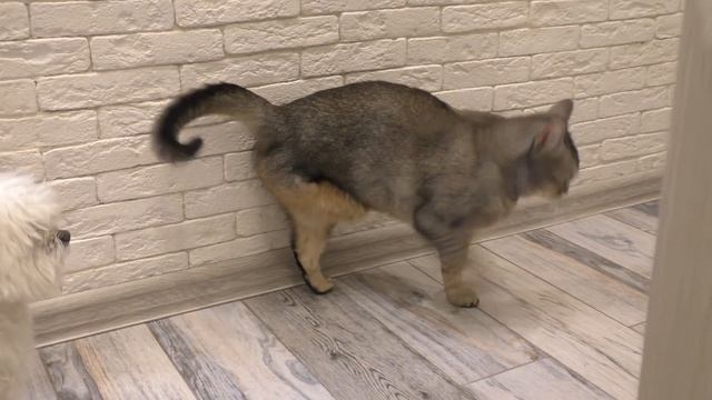 СЛАДУНЯ ЗАБОЛЕЛ ПУКАМИ, ЧТОБЫ ПРОГУЛЯТЬ КОНТРОЛЬНУЮ РАБОТУ