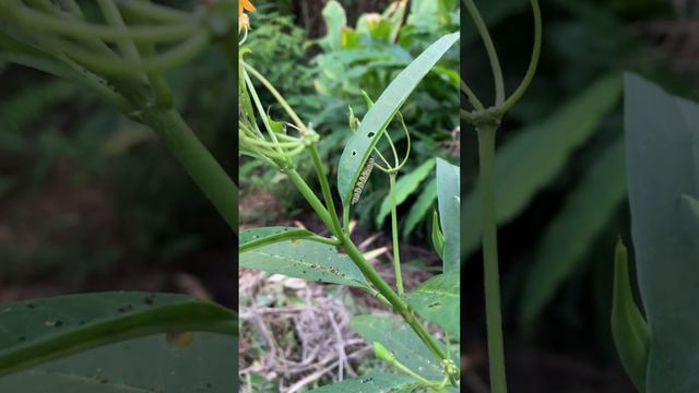 Tropical Milkweed for Monarch Caterpillars