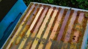 Готовлю пасеку к зиме Понемногу обо всём