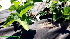 КРОТЫ ПЕРЕРЫЛИ КЛУБНИКУ?//ОХОТА НА КРОТОВ